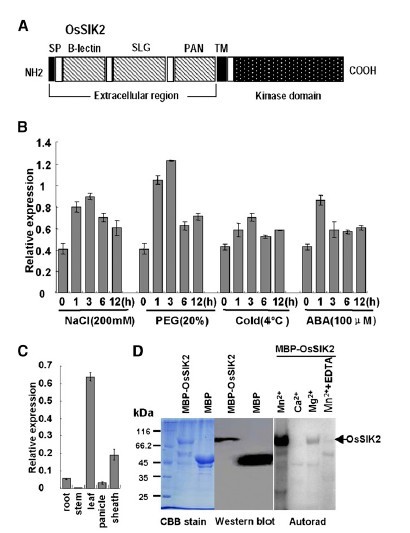File:OsSIK2 Expression1.jpg