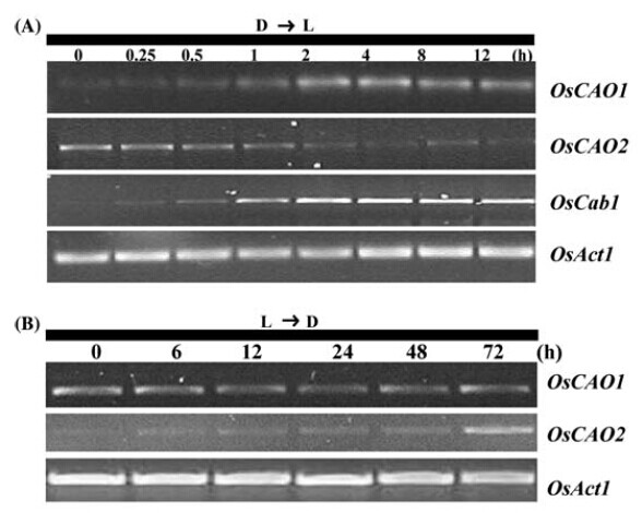 Figure 7.(A) Expression levels after etiolated 4 DAG seedlings were exposed to illumination.(B) Expression patterns of 4 DAG light-grown seedlings after transfer to dark conditions.
