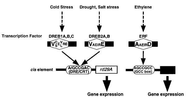File:Fig3A model for.jpg