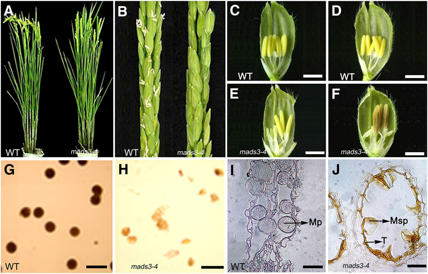 Figure 1. Phenotypic Analysis of mads3-4..png