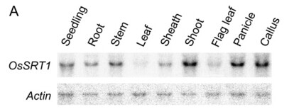 File:Figure 4. Expression profiles of OsSRT1..jpg