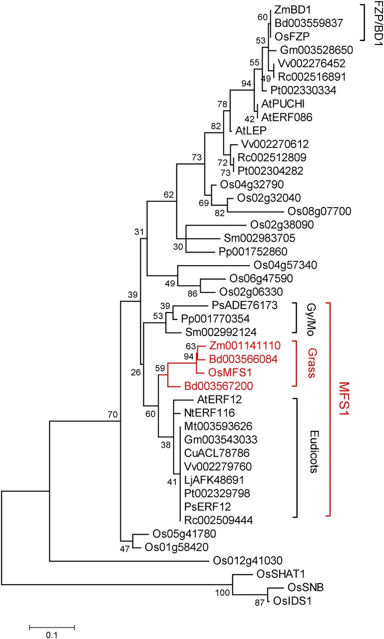 Phylogenetic tree of the MFS1 proteins..jpg