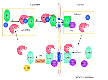 Fig-8 The nucleocytoplasmic shuttling cycle of importin α.png