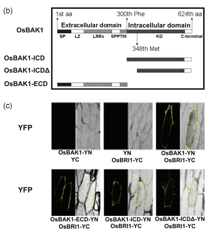 File:Interaction of OsBAK1 with OsBRI1 in vivo.jpg