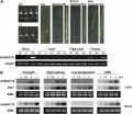 Thumbnail for version as of 08:01, 21 May 2014