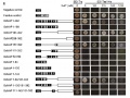 Thumbnail for version as of 12:42, 1 July 2014