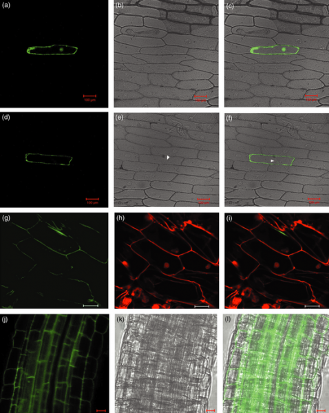 File:Shijc-Os06g0706400-Fig4.png