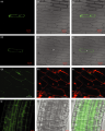 Thumbnail for version as of 10:18, 27 December 2014