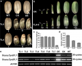Thumbnail for version as of 08:15, 5 June 2014