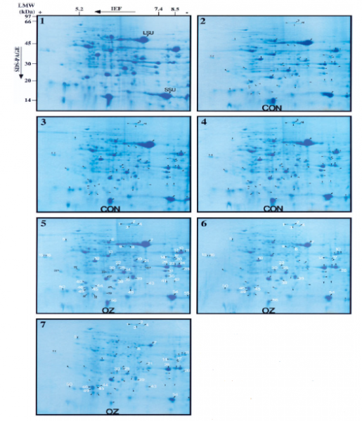 File:IC4R008-Proteomic-2002-12203890-f2.png