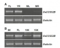 Expression pattern of OsCCS52B in wild-type plants.jpg