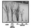 Thumbnail for version as of 07:53, 29 May 2014