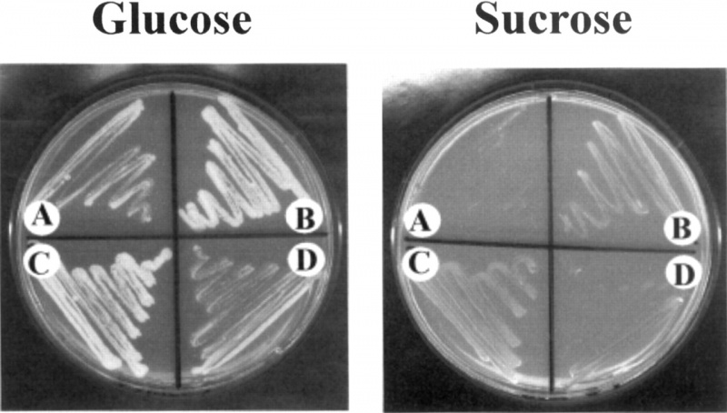 File:SUT 3.jpg