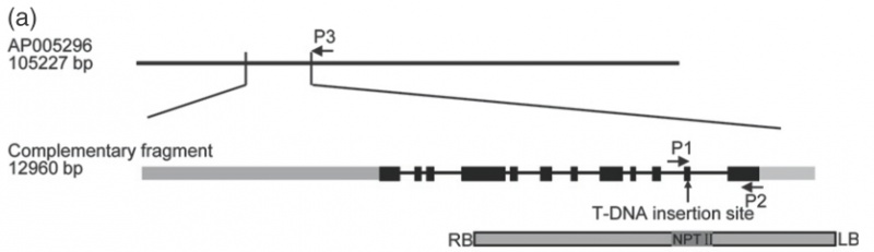 File:Shijc-Fig4.jpg