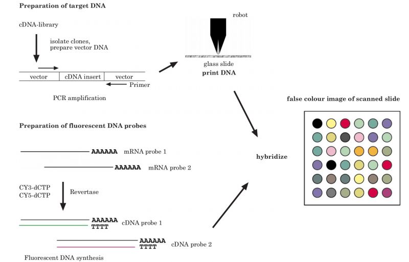 File:IC4R-Microarray-overview-1.png