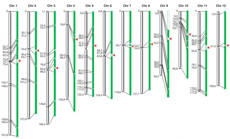 File:IC4R003-Genome-2005-16100779-1.png