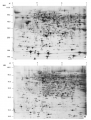 Thumbnail for version as of 07:45, 20 July 2016