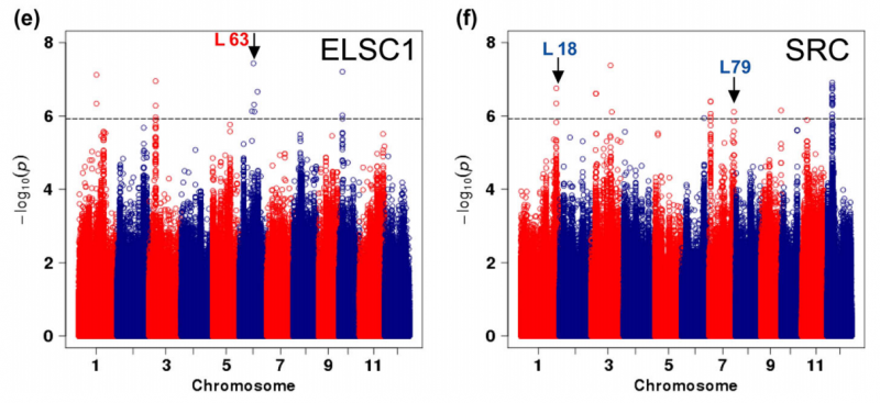 File:IC4R011-GWAS-2016-26381647-f1c.png