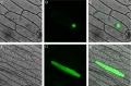Thumbnail for version as of 16:22, 30 May 2014