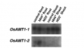 Thumbnail for version as of 03:44, 10 June 2014