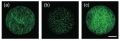 112-Os01g0125800.png