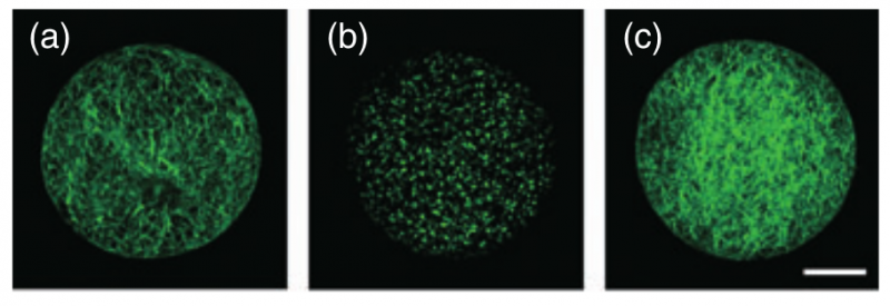 File:112-Os01g0125800.png