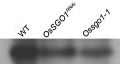 Thumbnail for version as of 09:26, 31 May 2014