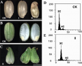 Thumbnail for version as of 08:48, 5 June 2014