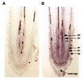 Thumbnail for version as of 03:45, 10 June 2014