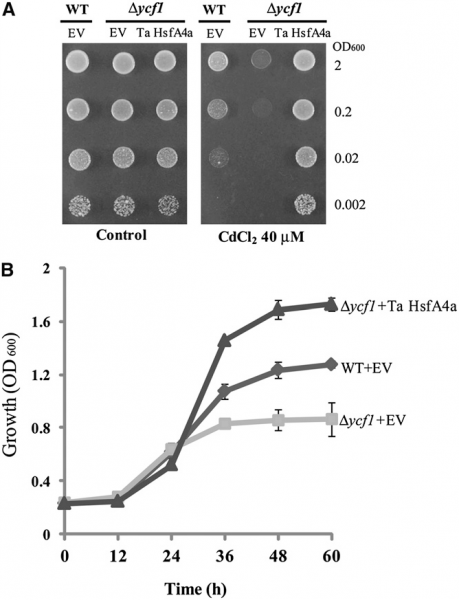File:OsHsfA4a Fig.01.png