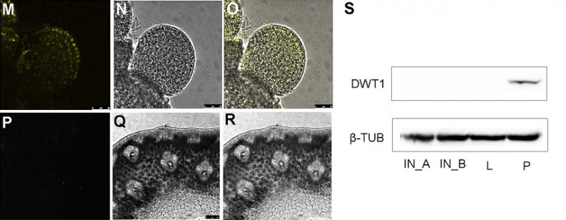 File:Dwt1-9.jpg
