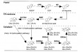 Thumbnail for version as of 14:07, 21 May 2014
