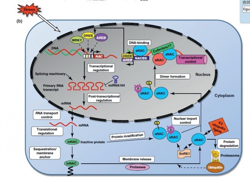 File:ONAC045 TFs.jpg