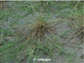 Wild rice (O. rufipogon).jpg