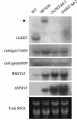 Thumbnail for version as of 04:40, 25 May 2014