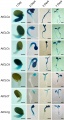 Thumbnail for version as of 07:20, 7 June 2014
