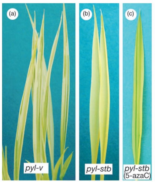 File:Clpp5.jpg