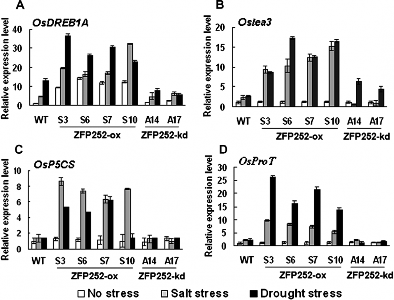 File:ZFP252 expression3.png