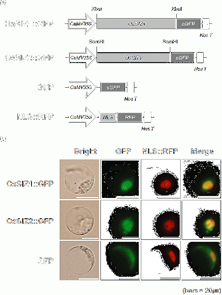 File:45y644t.gif