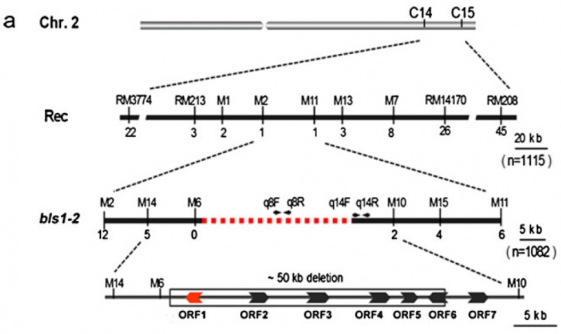 File:GCFig.8.jpg