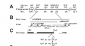 Thumbnail for version as of 16:24, 8 June 2014
