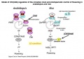 Thumbnail for version as of 03:36, 18 May 2014