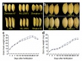 Thumbnail for version as of 01:31, 5 June 2014