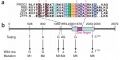 PROG1 structure and mutation analysis.jpg