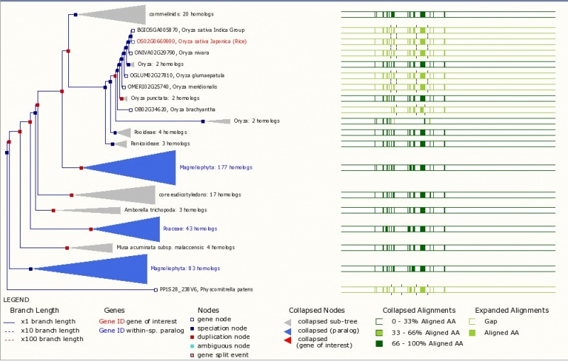 File:Li-Os02g0669000-Fig2.jpeg