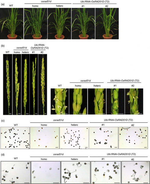 File:Shijc-Os09g0104200-Fig1.png