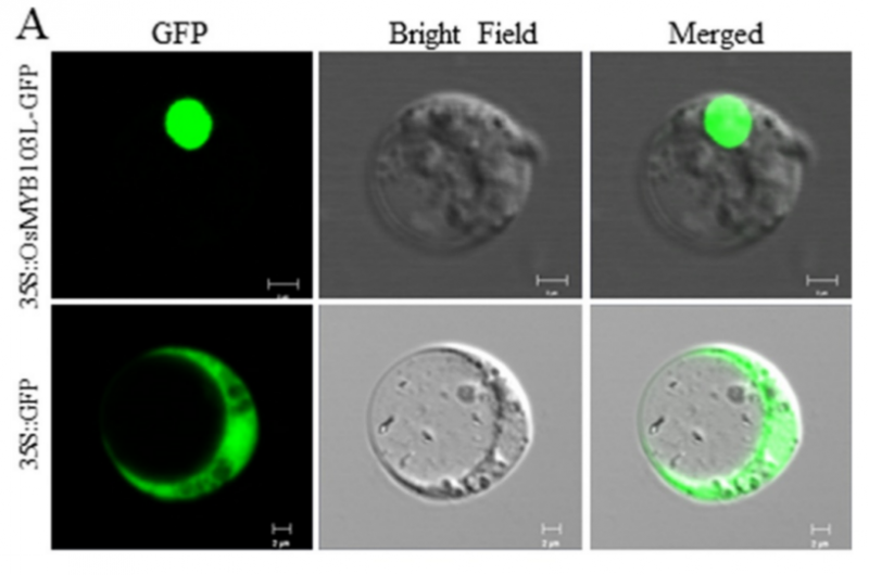 File:104-Os08g0151300.png