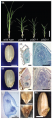Thumbnail for version as of 12:36, 1 September 2016