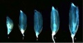 Thumbnail for version as of 03:35, 30 August 2013
