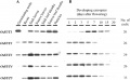 Thumbnail for version as of 12:11, 4 June 2014